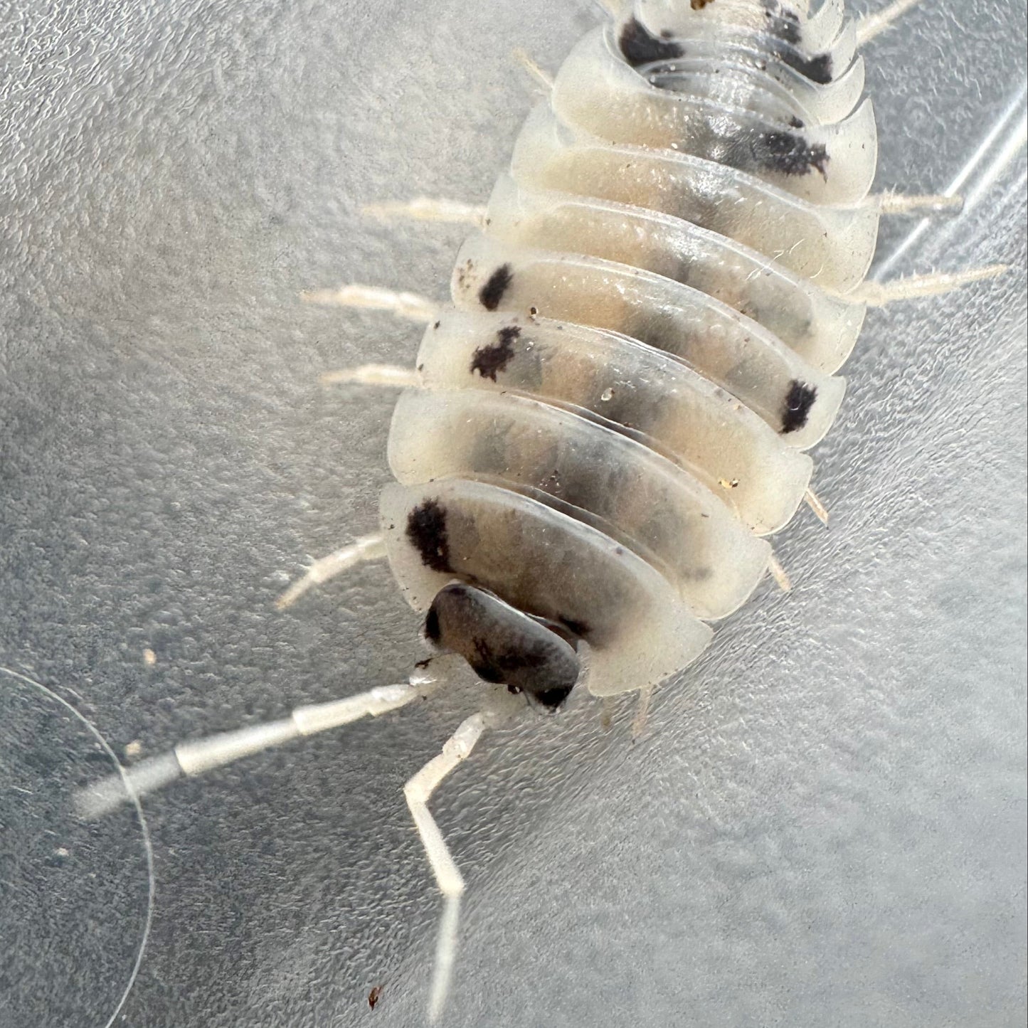 Porcellio laevis „panda“ / Panda-Asseln / Mantiden Park