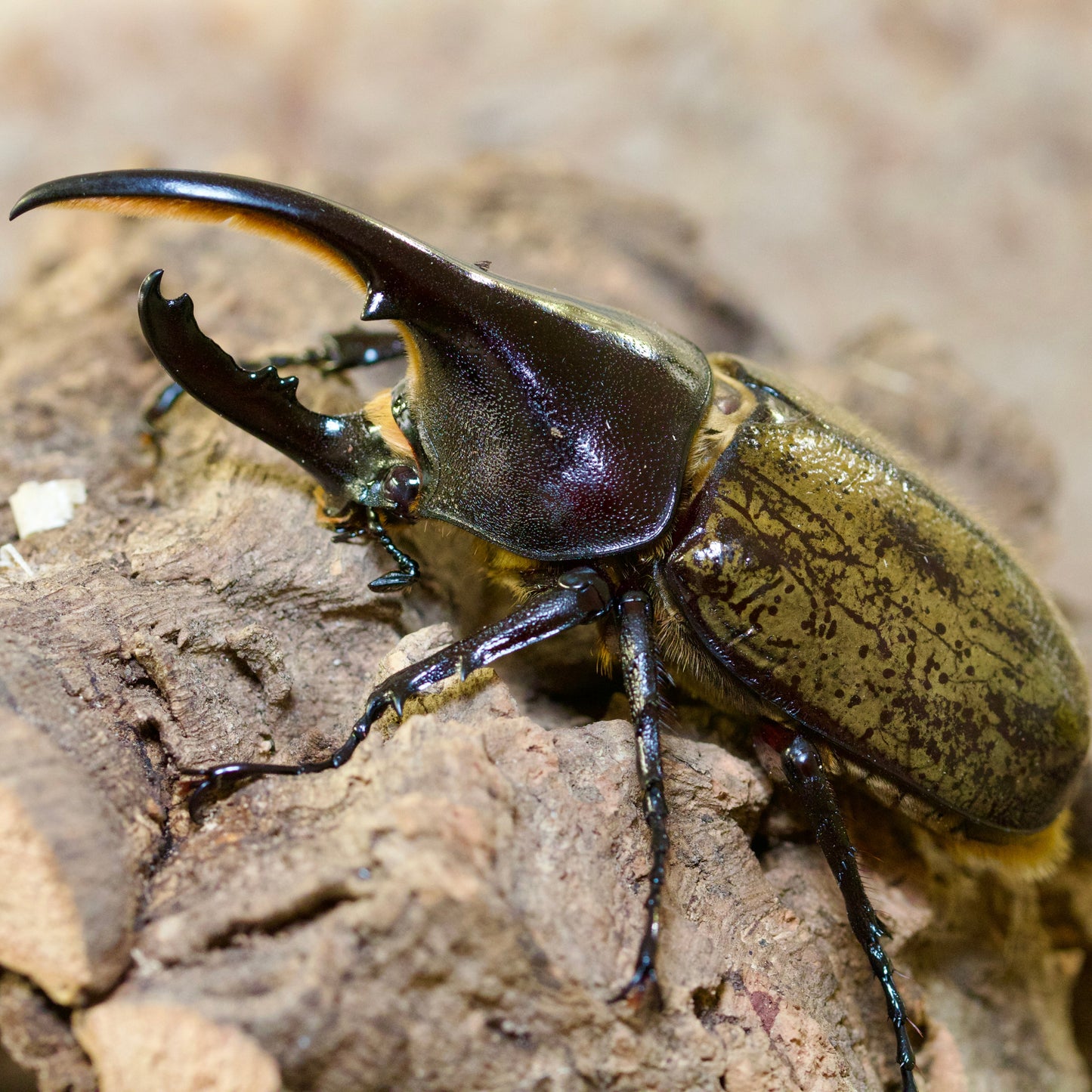 dynastes hercules hercules / Herkuleskäfer