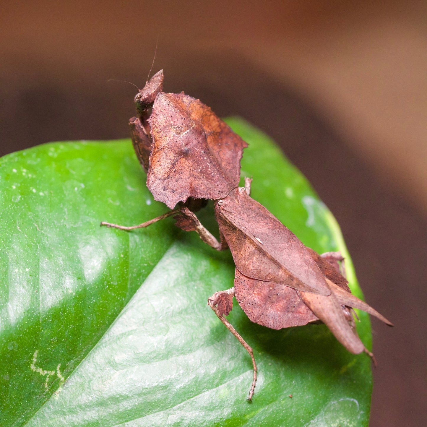 brancsikia freyi