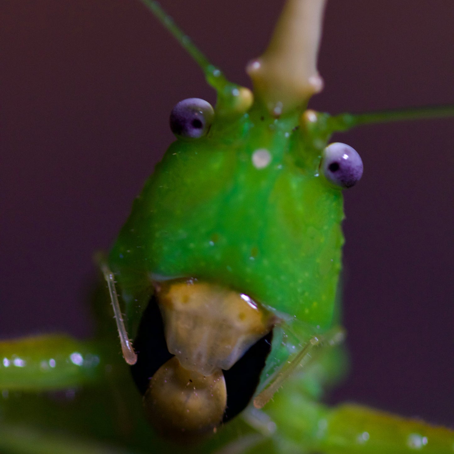 copiphora rhinoceros / Rhinoceros Katydide