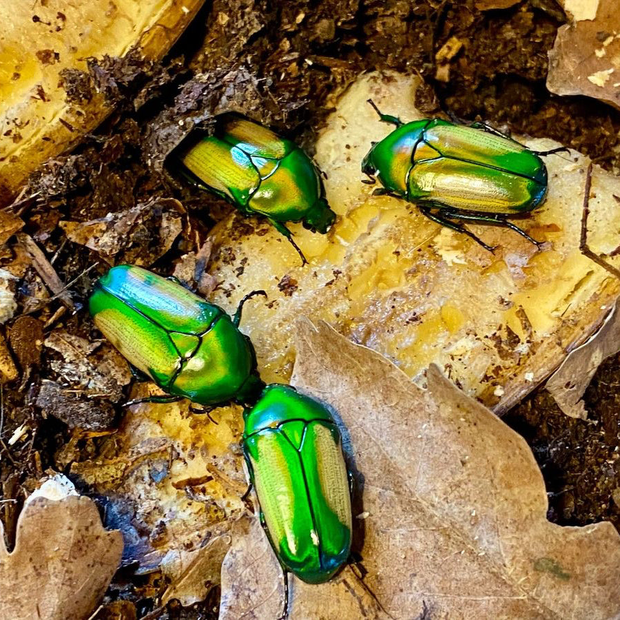 chlorocala africana subsuturalis / Afrikanischer Bunt- Rosenkäfer