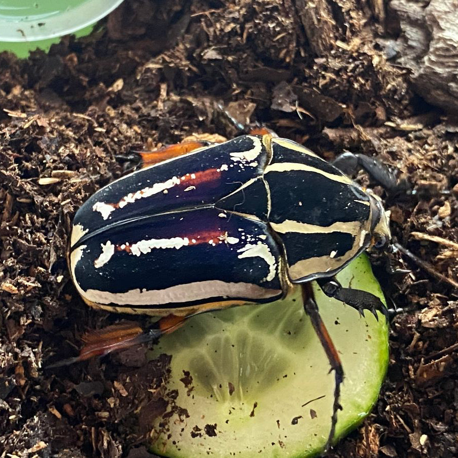 mecynorhina torquata ugandensis (MTU) / Uganda-Rosenkäfer