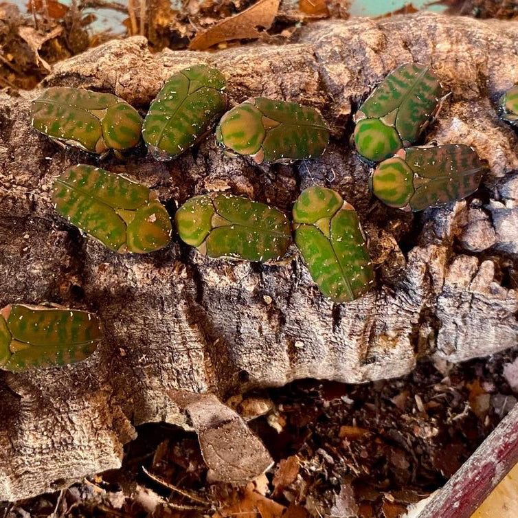 anelaphinis breviceps / Rosenkäfer