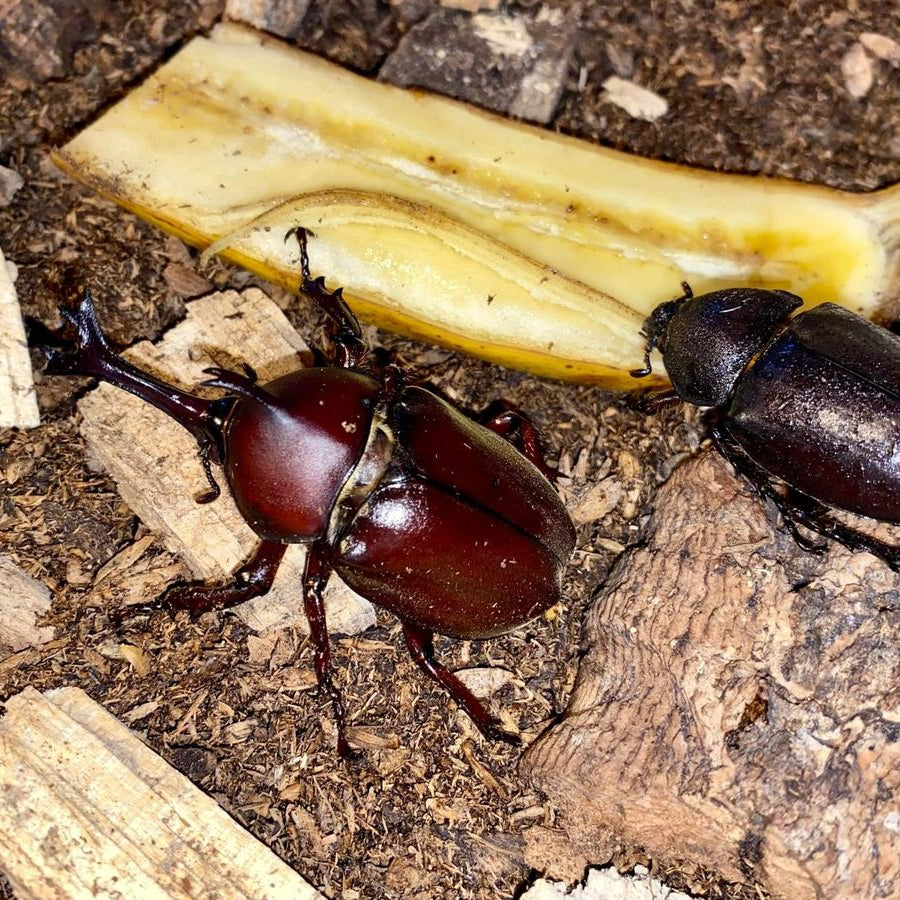 trypoxylus dichotomus tsunobosonus / Samuraikäfer