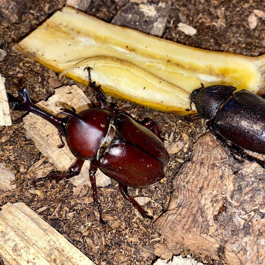 trypoxylus dichotomus tsunobosonus / Samuraikäfer