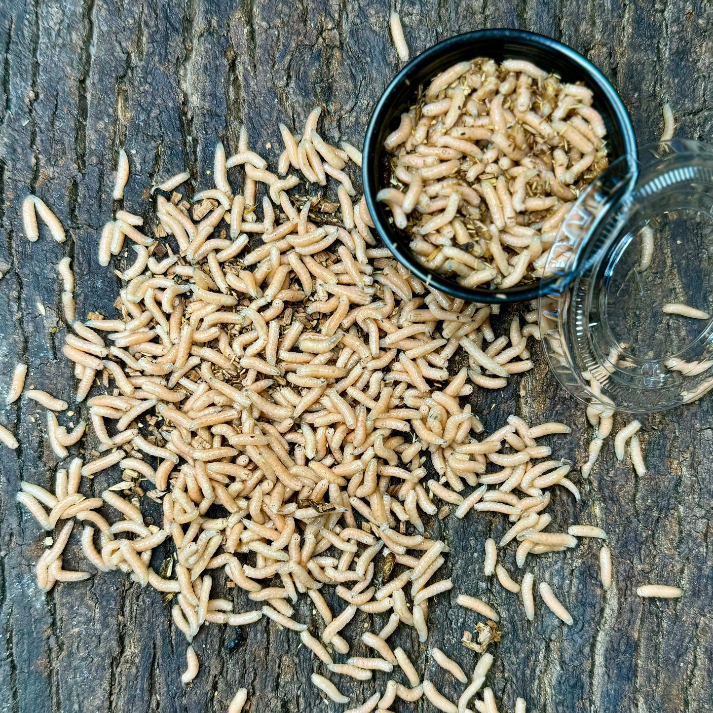 lucilia sericata / Pinkymaden