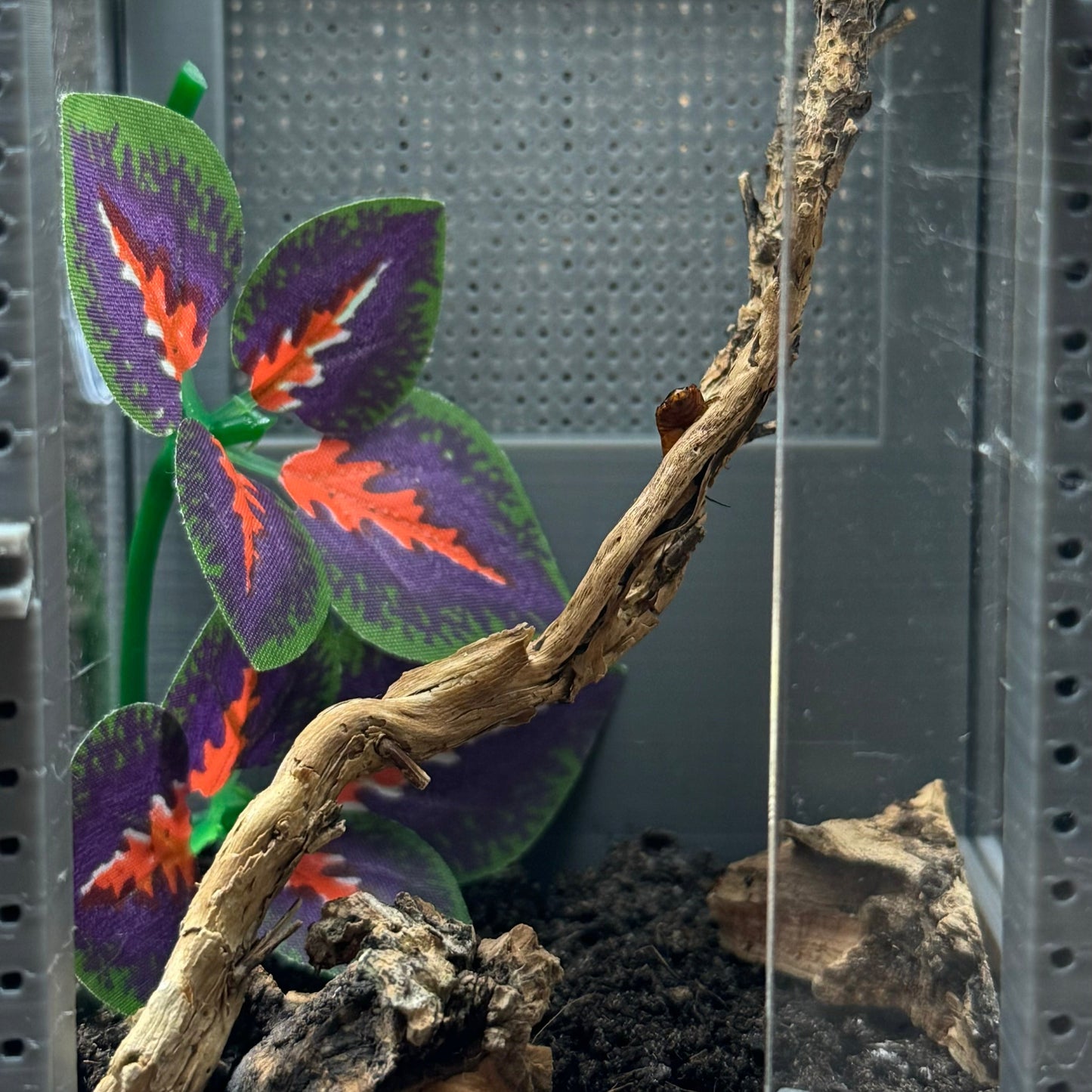 Mikro Terrarium