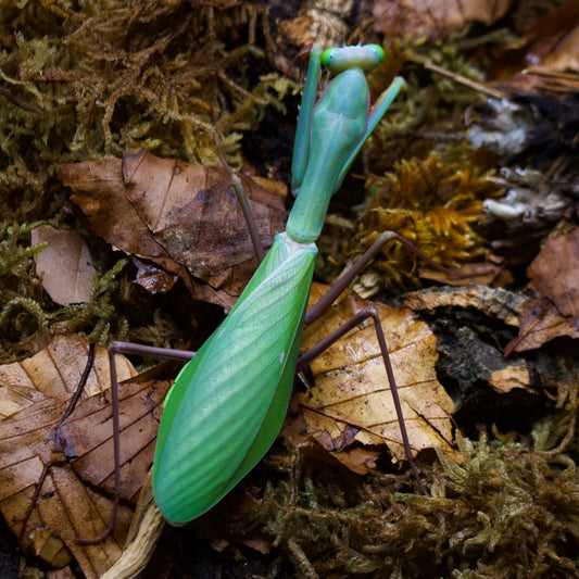 hierodula sp. papua blue giant / Papua Riesenmantis