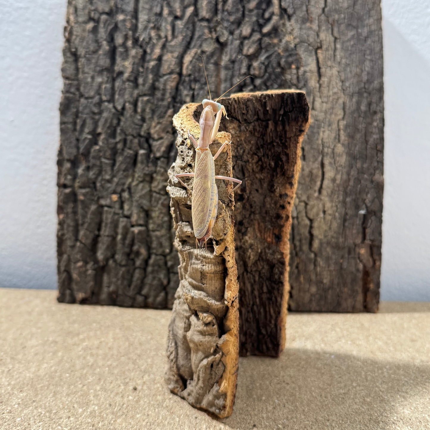 Kork-Halbröhre 10x20cm