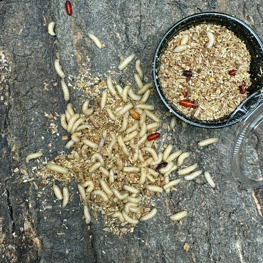 Sarcophagidae / Fleischfliegen Maden