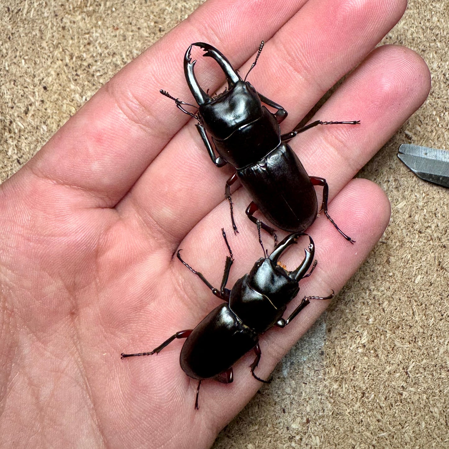 dorcus rubrofemoratus / rotbeiniger Hirschkäfer
