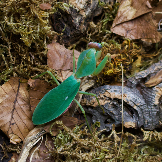 rhombodera latipronotum / Grüne Riesenschildmantis