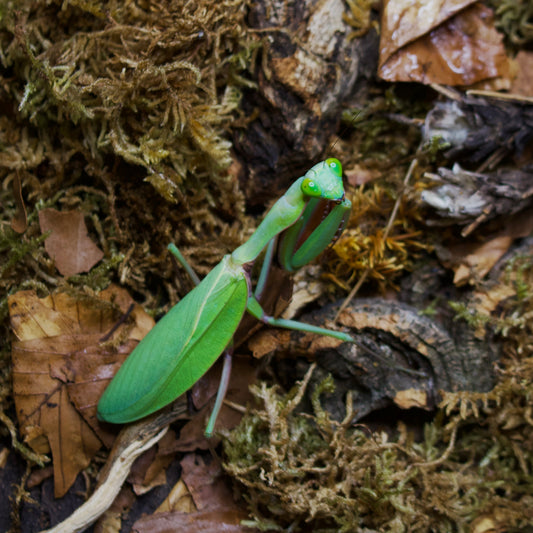 hierodula majuscula / Australische Riesenmantis