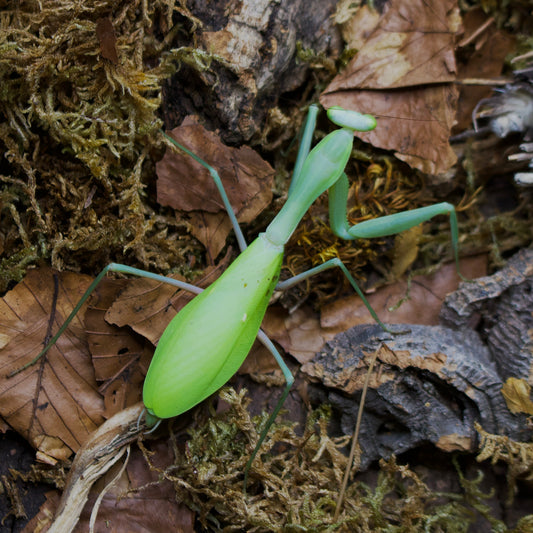 hierodula membranacea / Indische Riesengottesanbeterin