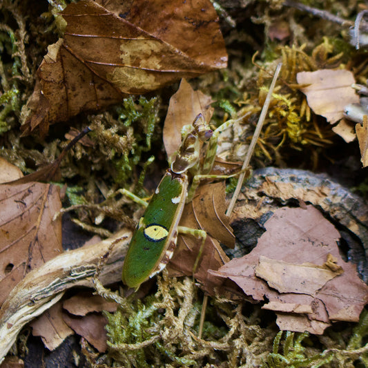 creobroter spec. yunnan / Chinesische Blütenmantis