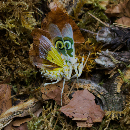pseudocreobotra wahlbergii / Afrikanische Blütenmantis