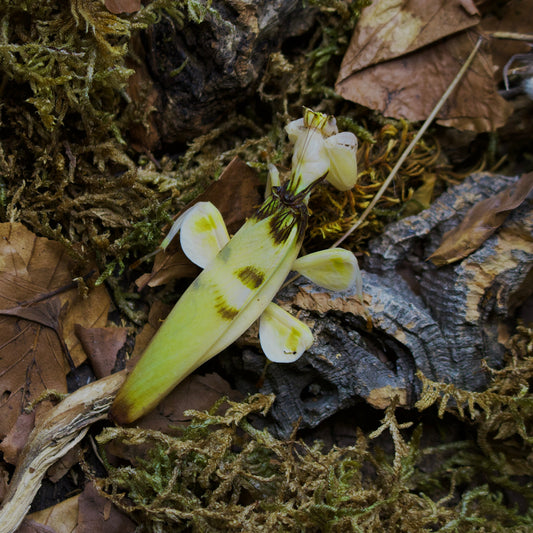 hymenopus coronatus / Orchideenmantis