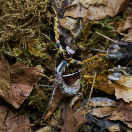 parasphendale affinis / Budwing Mantis