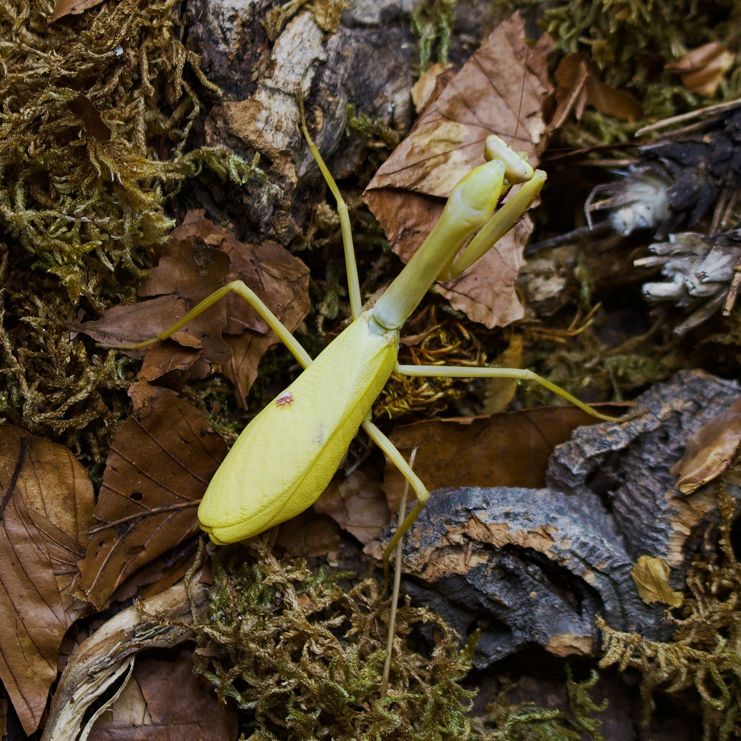 stagmatoptera femoralis