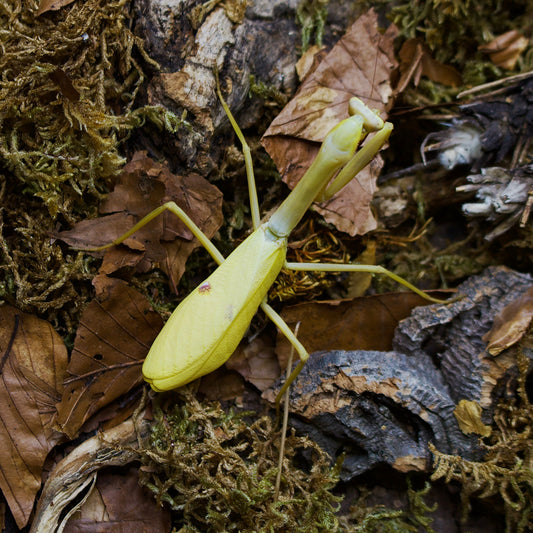 stagmatoptera femoralis