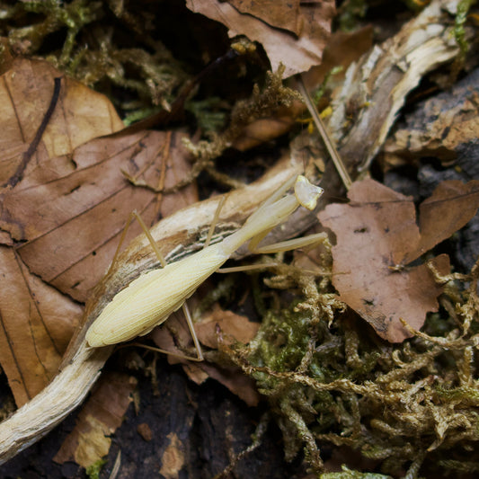miomantis paykullii / Ägyptische Gottesanbeterin