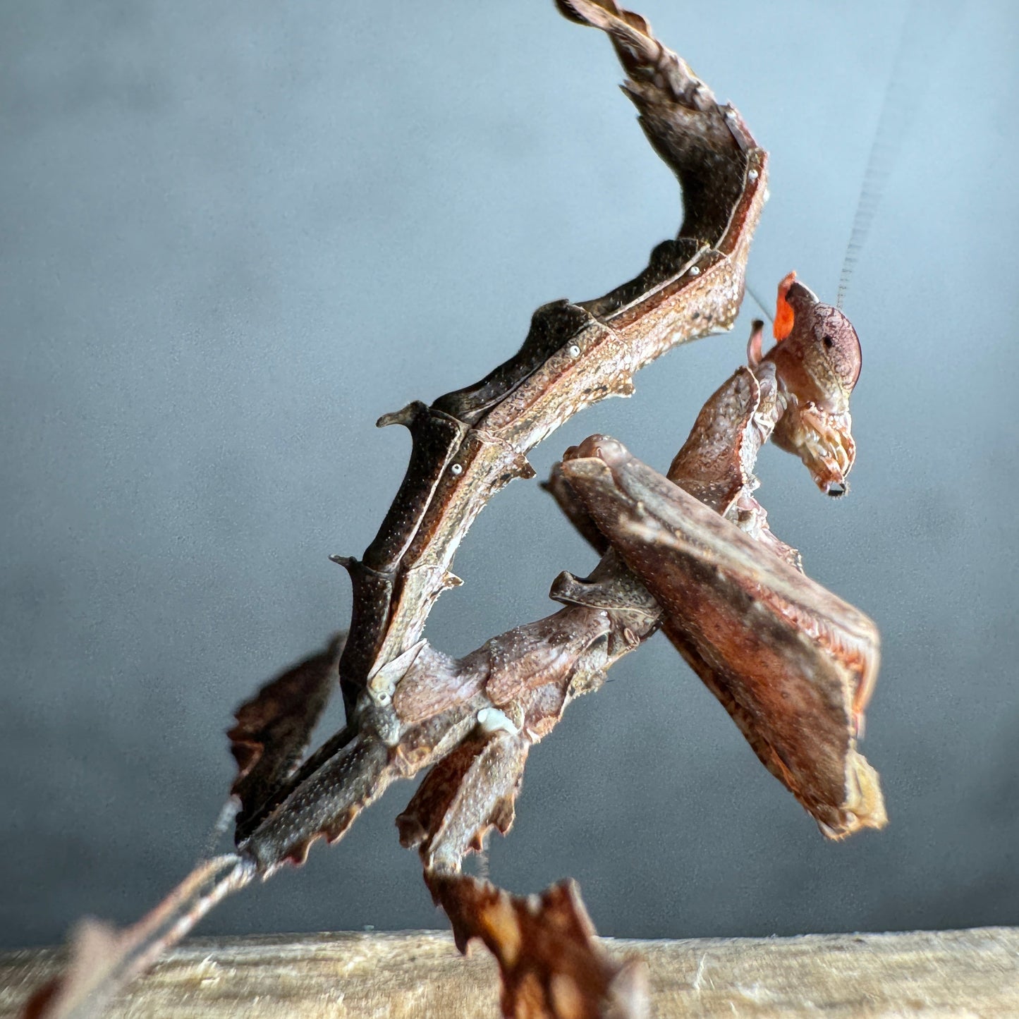 stenophylla lobivertex / Drachenmantis