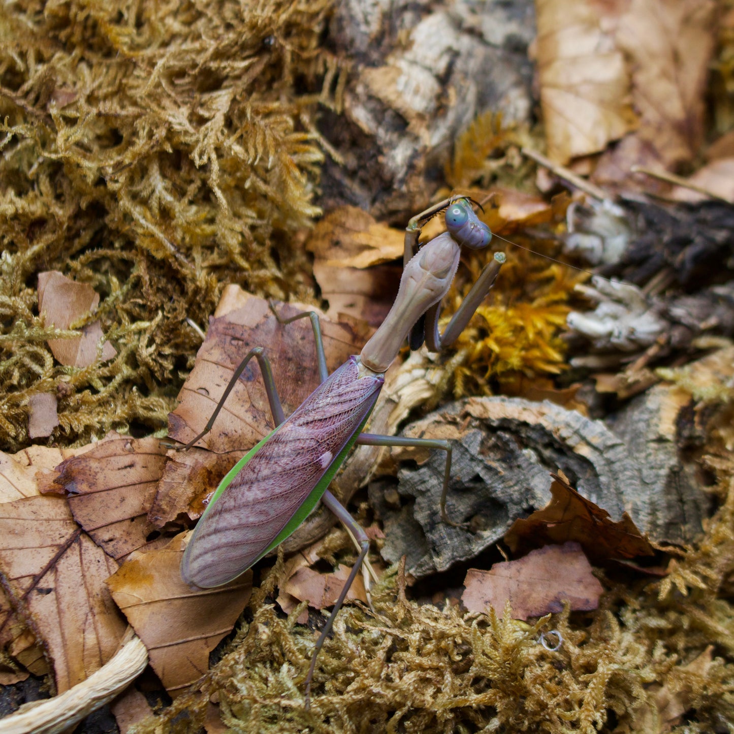 hierodula pulchripes