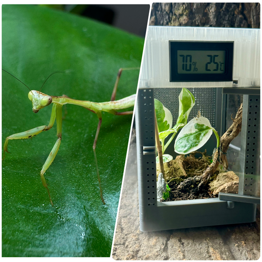 Starter-Kit: hierodula membranacea + Mikro-Terrarium