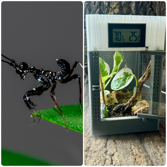 Starter-Kit: pseudocreobotra wahlbergii + Mikro-Terrarium