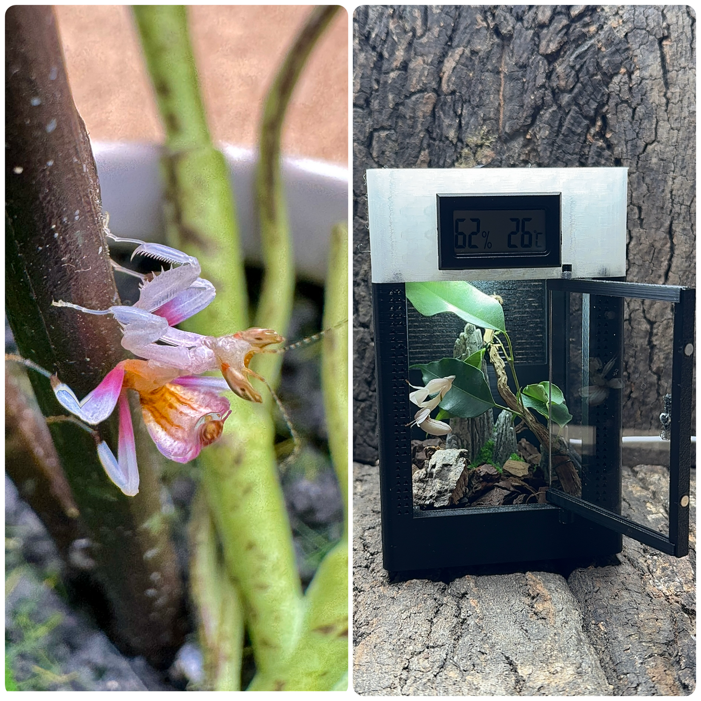 Starter-Kit: hymenopus coronatus + Mikro-Terrarium