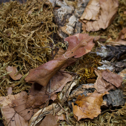 deroplatys desiccata / Totes Blatt Mantis