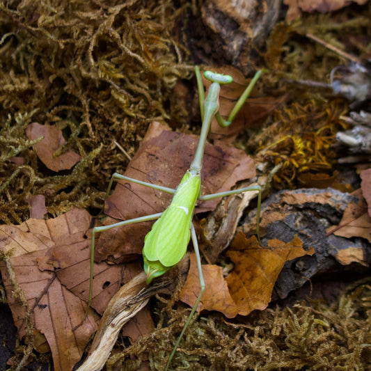 isomantis domingensis
