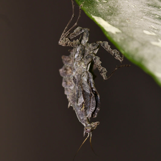 parablepharis kuhlii asiatica / Darth Vader Mantis