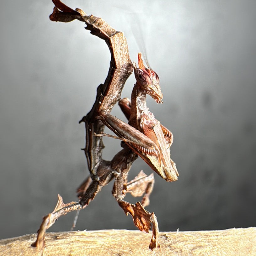 stenophylla lobivertex / Drachenmantis