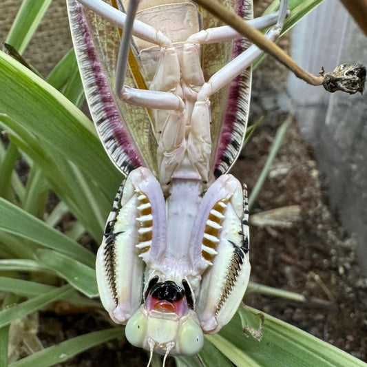 sphodropoda quinquedens / Regenbogen Mantis
