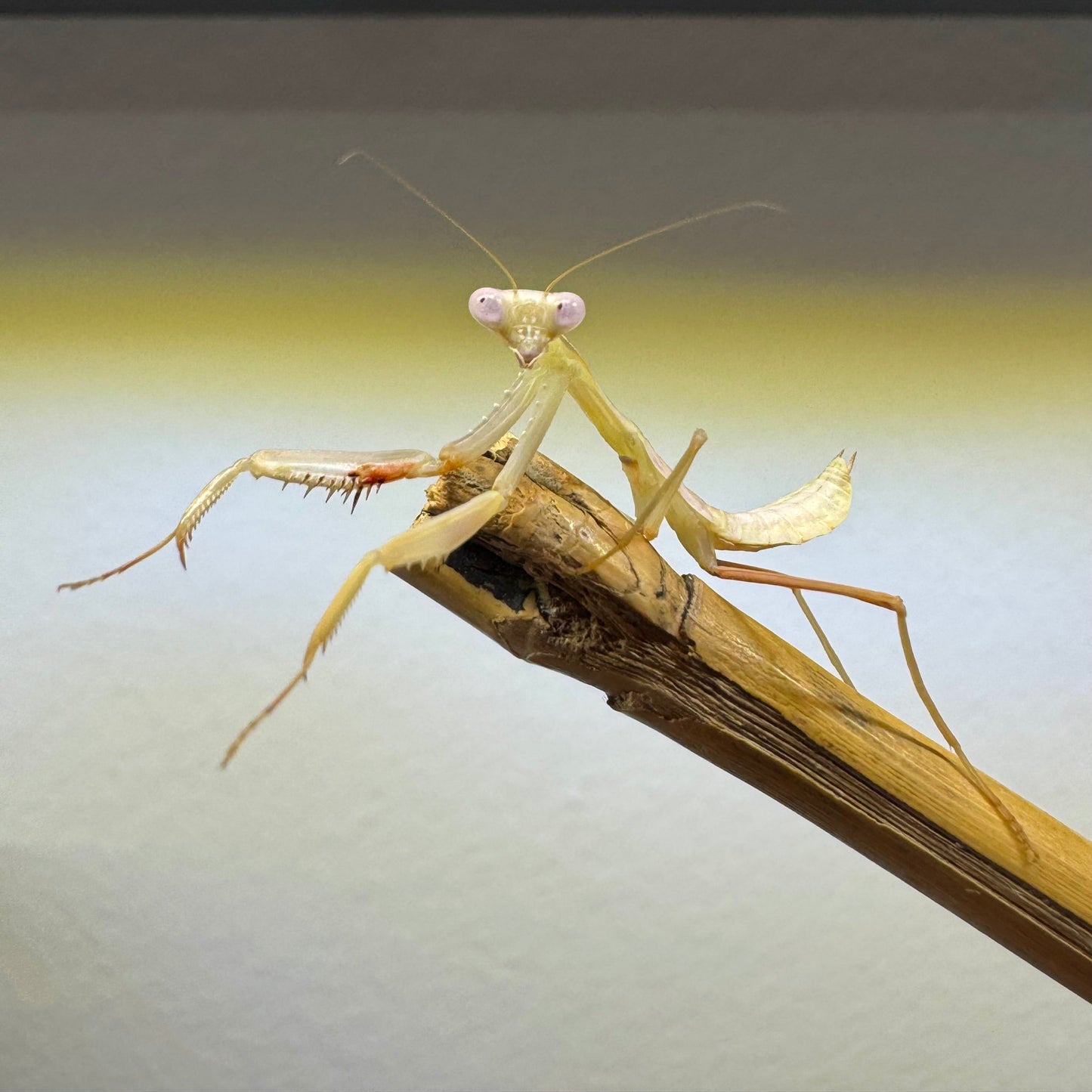 hierodula timorensis