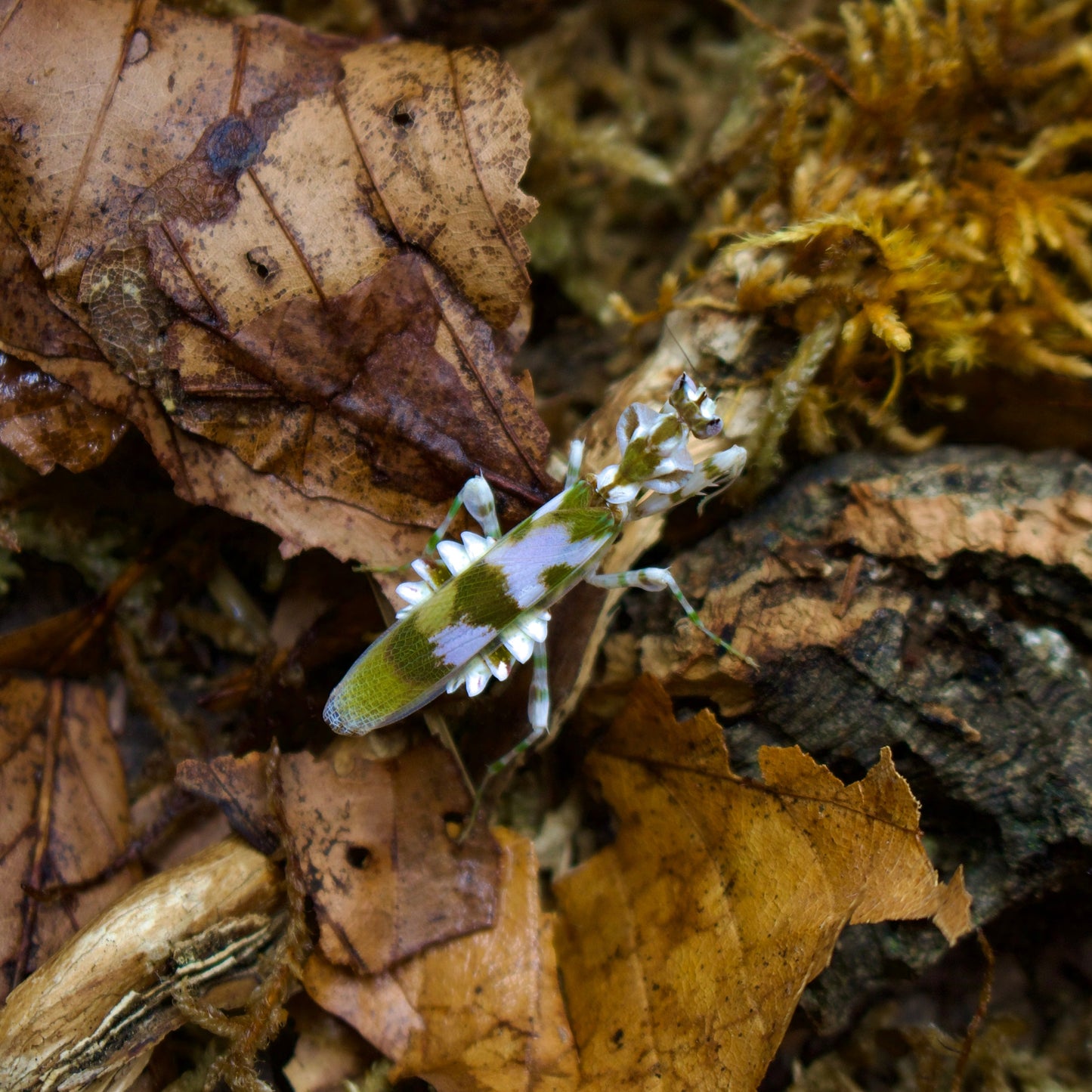 harpagomantis tricolor / mehrfarbige falsche Blütenmantis
